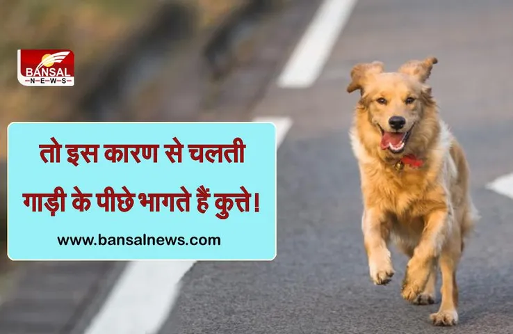 जानना जरूरी है: चलती गाड़ी के पीछे क्यों भागते हैं कुत्ते और इससे उन्हें क्या मिलता है?