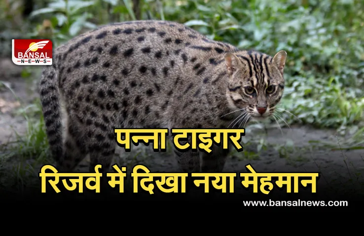 Panna National Park: पन्ना टाइगर रिजर्व में देखने मिला दुर्लभ नजारा, पहली बार दिखी फिशिंग कैट