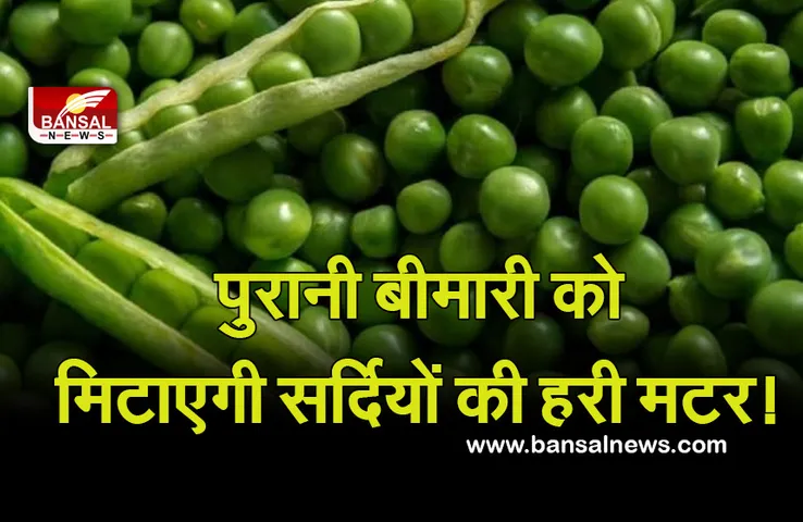 Green Peas Health Benefits : पुरानी बीमारियों को मि​टाने में कारगार सर्दियों की हरी मटर, शोध में हुआ खुलासा