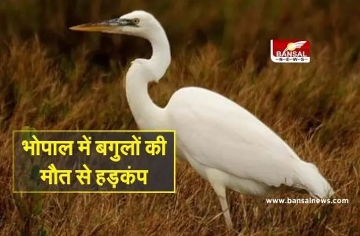 Bhopal News: भोपाल में बगुलों की मौत से मचा हड़कंप, बढ़ी बर्ड फ्लू की आशंका, जांच के लिए भेजे गए सैंपल