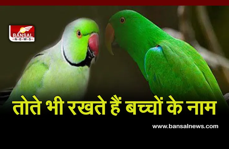 konwledge parrot  : हमारी तरह तोते भी रखते हैं अपने बच्चों के नाम, बच्चे भी पहचनाते हैं इसे, रिसर्च में खुलासा
