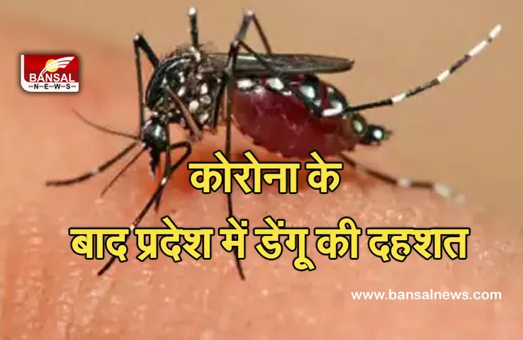 Jabalpur News: प्रदेश में गहरा रहा डेंगू का खतरा, यह जिले चपेट में आए, स्वास्थ्य विभाग की बढ़ी चिंता