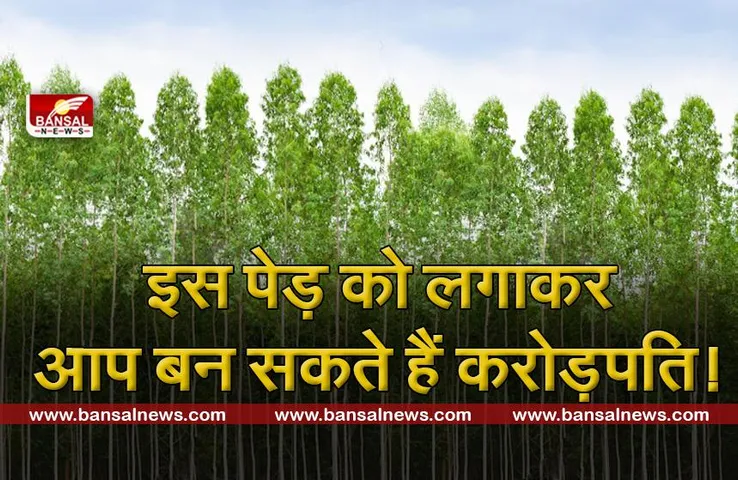 महोगनी : सैकड़ों पेड़ लगाकर बन सकता है करोड़पति, जानें इसकी खासियत