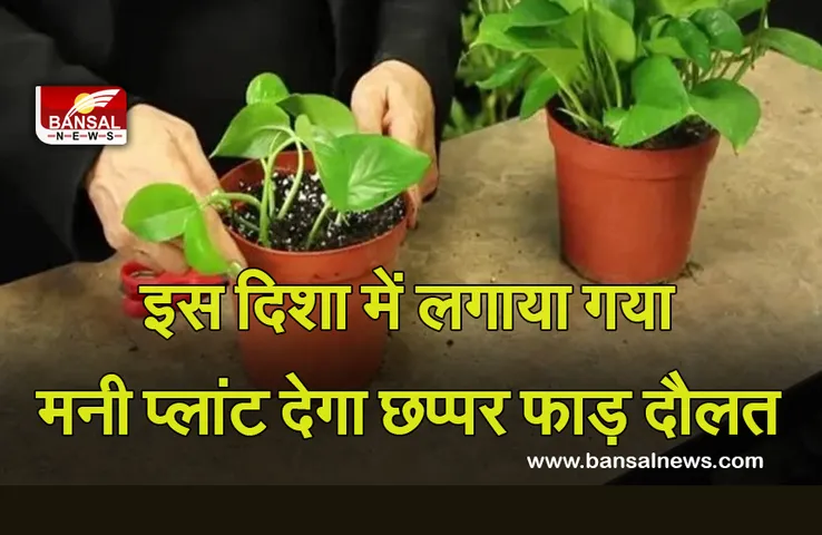 Vastu Tips for money plant : ऐसे लगाया गया मनी प्लांट छप्पर भाड़ करेगा धन की वर्षा