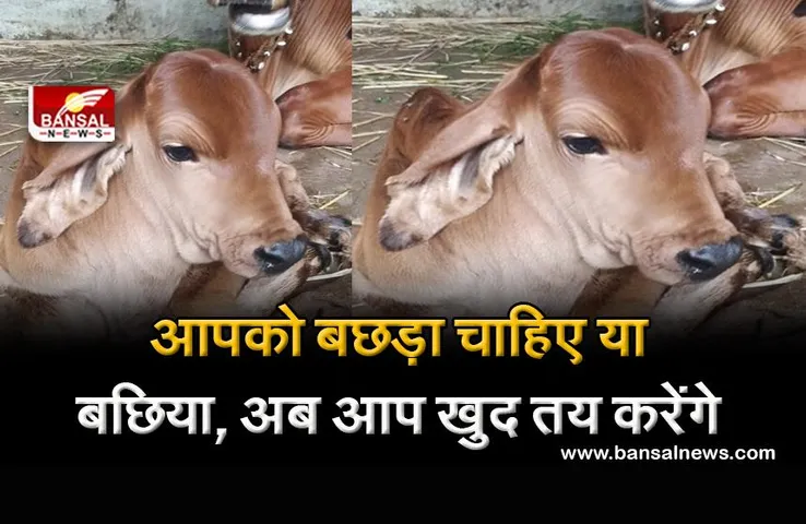 MP: अब पशुपालक खुद तय करेंगे कि उन्हें बछड़ा चाहिए या बछिया, जानिए उस खास तकनीक के बारे में जिससे होगा ये कमाल