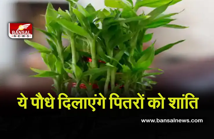 Pitra Paksha 2021 : अगर आप भी नहीं कर पा रहें हैं पिंडदान, तो पौधे लगाकर भी कर सकते हैं पितरों को तृप्त