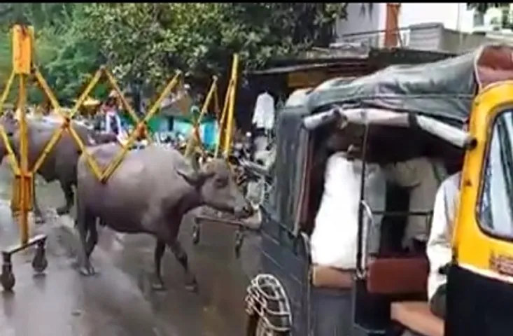 ट्राफिक बैरिकेड पीथ पर लेकर चली भैैंस, वीडियो हुआ वायरल