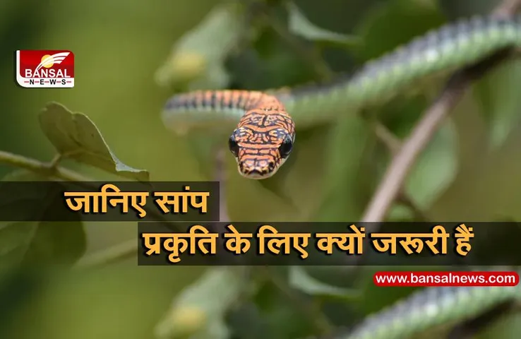 World Snake Day: जानिए दुनिया में इस दिन को क्यों मनाया जाता है ?