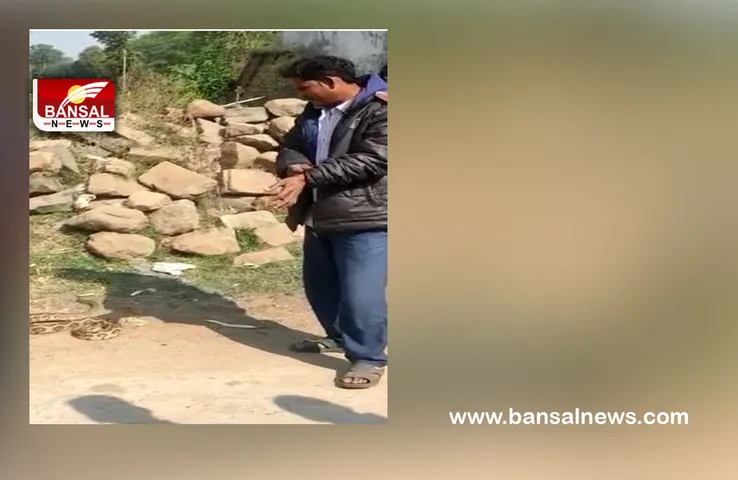 Chhindwara Russell-Viper Video : सांप के डसने से मौत का वीडियो वायरल! रसेल वाइपर के साथ खेल रहा था युवक
