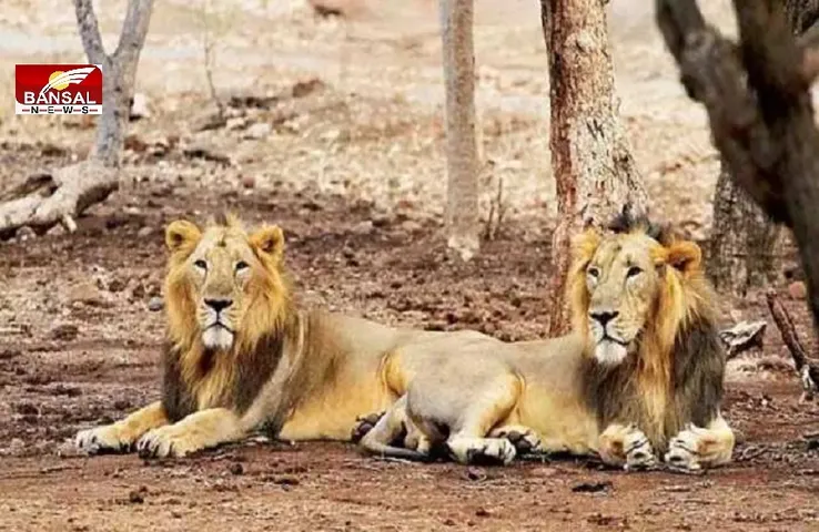 Corona in Animals: चिड़ियाघर में फिर कोरोना का कहर, शेरनी के बाद अब शेर की भी मौत