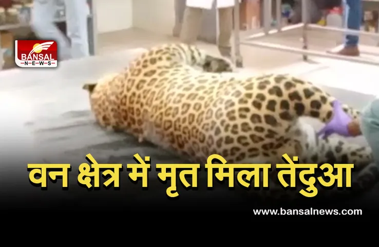 Breaking News: कटनी वन मंडल क्षेत्र में मृत मिला तेंदुआ, जांच में जुटा विभाग