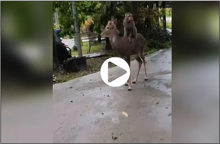 Viral Video: वानरराज ने की हिरण की सवारी, वीडियो हुआ वायरल