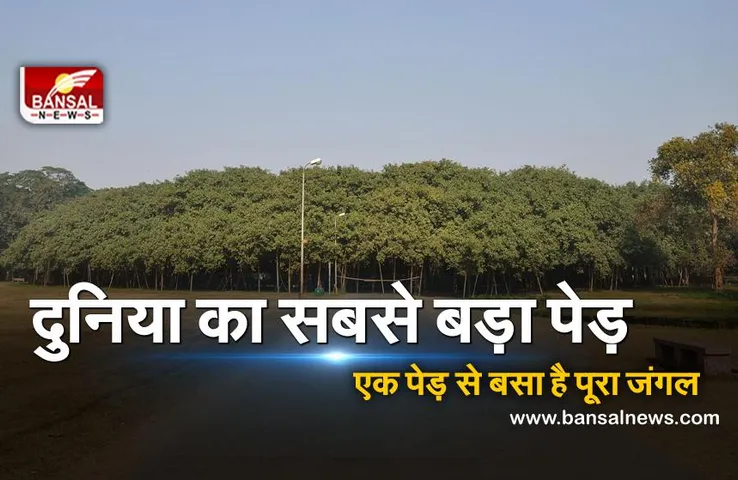 World Environment Day 2021: दुनिया का सबसे बड़ा पेड़, जिसकी सेवा में वैज्ञानिक से लेकर माली तक लगे रहते हैं