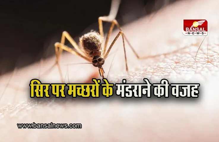 Mosquitoes over head: क्या आप जानते है कि शाम होते ही मच्छरों का झुंड हमारे सिर पर क्‍यों मंडराने लगते है? जानिए इसके पीछे की असल वजह