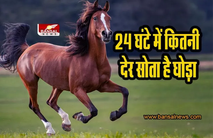 interesting fact: घोड़ा बैठता क्यों नहीं, घर में क्यों लगाते हैं सात दौड़ते घोड़ों की तस्वीर