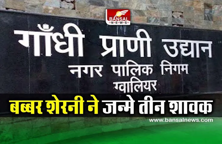 MP Gwalior News : एशियाई बब्बर शेरनी ‘परी’ ने जन्मे तीन शावक, अब इतनी हुई कुल शेरों की संख्या