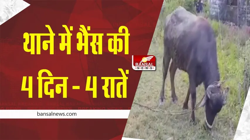 Reewa news : 4 दिन तक थाने में रही भैंस, दो पक्षों में उलझी रही पुलिस !