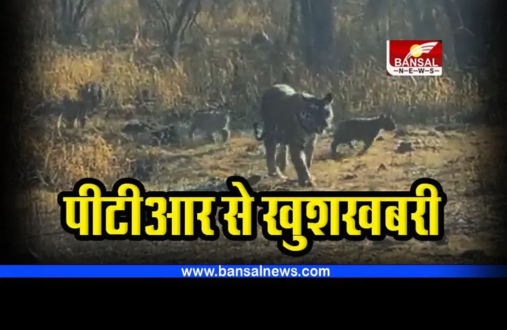 MP PTR : चार शावकों के साथ दिखी बाघिन 
