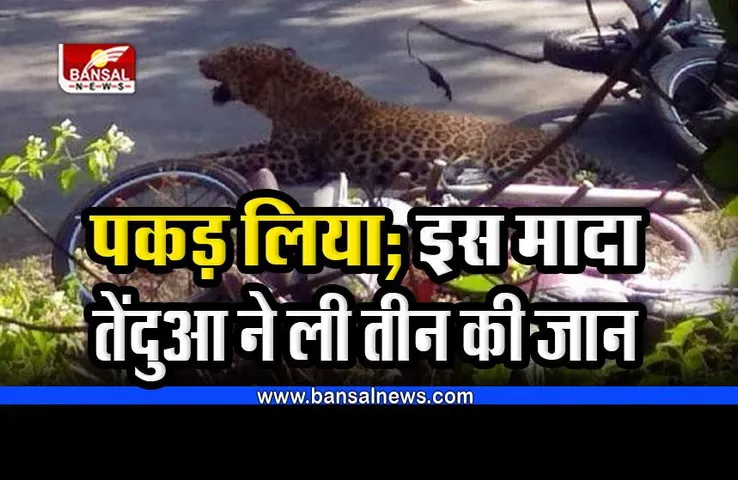 CG Leopard : इस मादा तेंदुआ ने ली तीन लोगों की जान, अब इस तरह किया ट्रैप