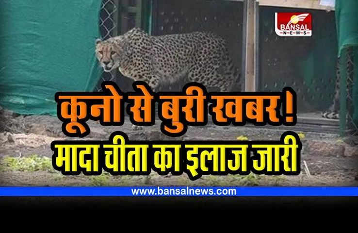 Kuno Cheetah : कूनो से बुरी खबर! मादा चीता का इलाज करने भोपाल से पहुंची टीम