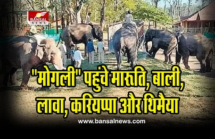 MP Sanctuary : “मारूति और बाली” तीन साथियों के साथ पूरे जंगल पर रखेंगे नजर, कर्नाटक से पैदल एमपी के “मोगली” इलाके में पहुंचे