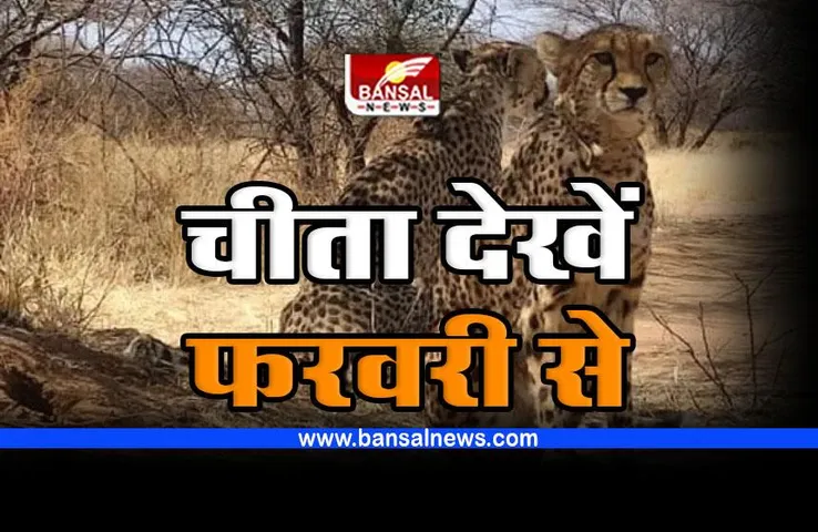 कूनो में फरवरी से कर सकेंगे चीता के दीदार, टूरिस्ट सफारी होगी शुरू