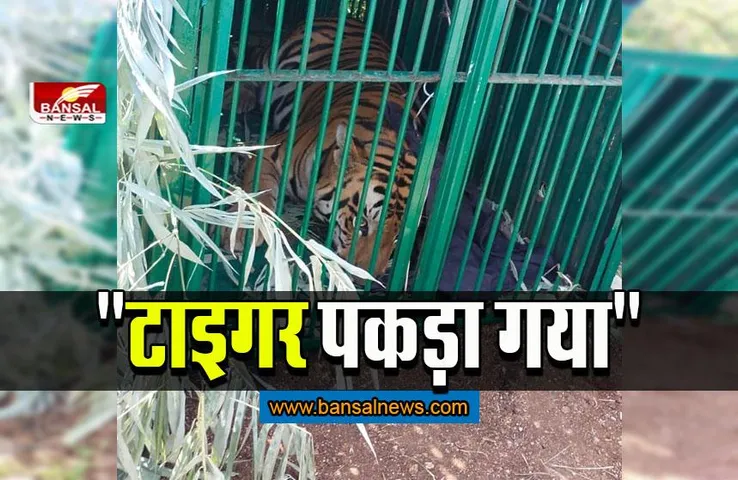 Tiger In MANIT: पिंजरे में फंसा टाइगर, 13 दिन से फैली थी दहशत