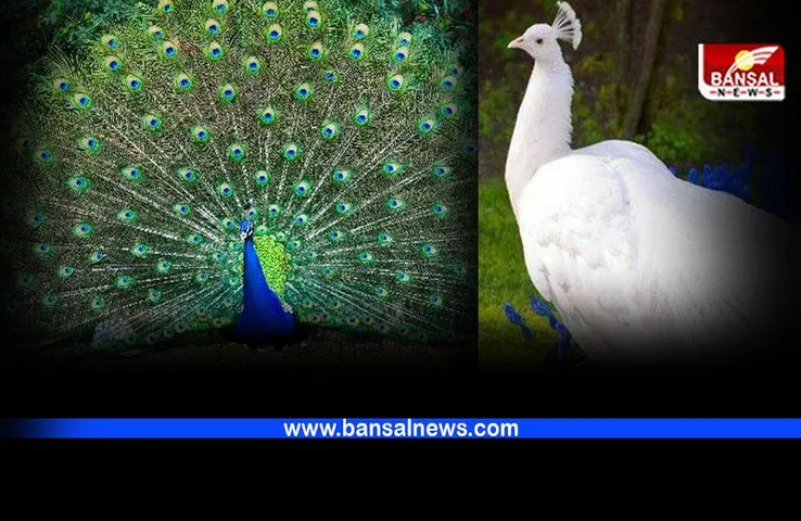 Peacock : दो देशों का राष्ट्रीय पक्षी है मोर, जानिए घर में क्यों रखते हैं मोर पंख