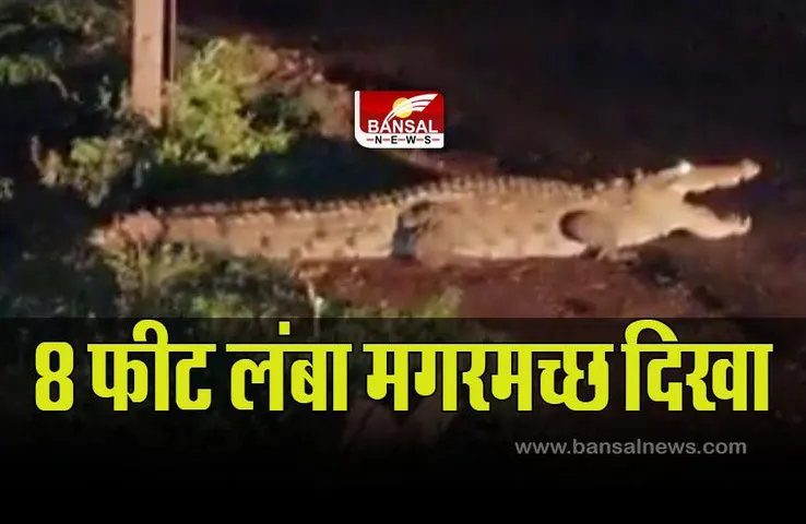 MP News : रिहायशी इलाके में मगरमच्छ दिखने से मचा हड़कंप