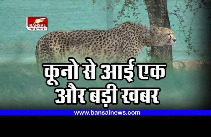 Kuno Cheetah : कूनो से चीतों को लेकर आ गई एक और बड़ी खबर, इसी महीने पूरा हो सकता है यह काम
