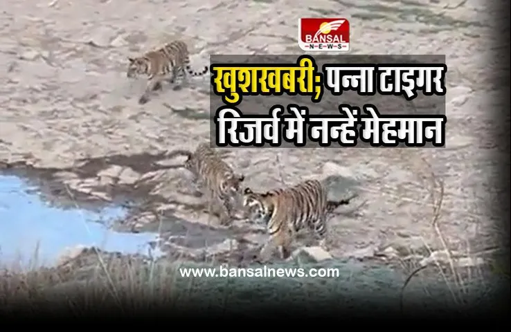 MP three cubs born : खुशखबरी; मध्यप्रदेश के पन्ना टाइगर रिजर्व में आए तीन नन्हें मेहमान, दिखी चहल कदमी