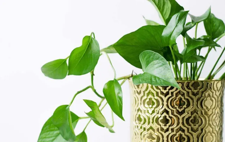 10 Indoor Plants: घर में लगाएं ये 10 इंडोर प्लांट्स, हमेशा रहेंगे हेल्दी