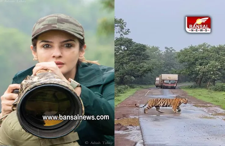 Ravina Tandon: बाघ का रास्ता रोक वीडियो बनाने पर हो सकती है एक्ट्रेस पर कार्रवाई, जानें मामला