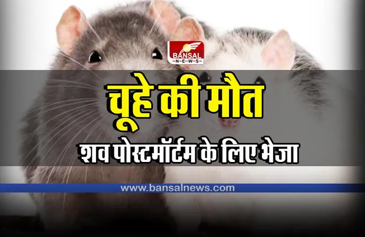 Death of Rat : चूहे को नाले में डुबोकर मारा, कार्रवाई होगी
