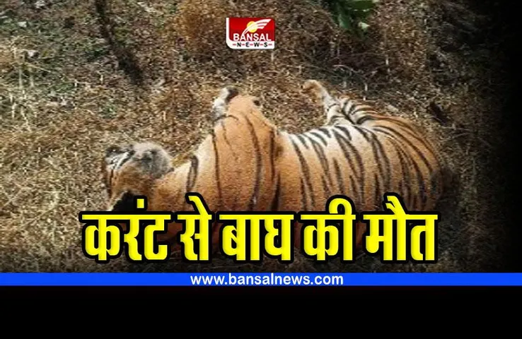 MP tiger death : बाघ की करंट लगने से मौत, डॉग स्क्वाड की मदद से जुटाए साक्ष्य