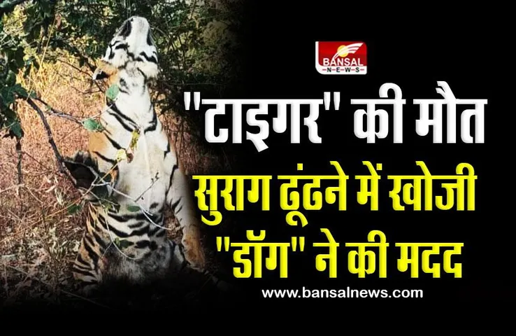 MP Panna Tiger : 