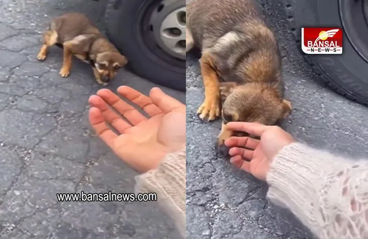 Viral Video: महिला ने बचाई कांपते पप्पी की जान, देखें वीडियो