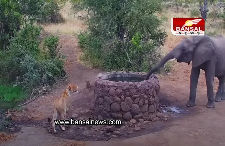 Viral Video: पानी से शेरनी को भगाता दिखा हाथी, देखें वायरल वीडियो