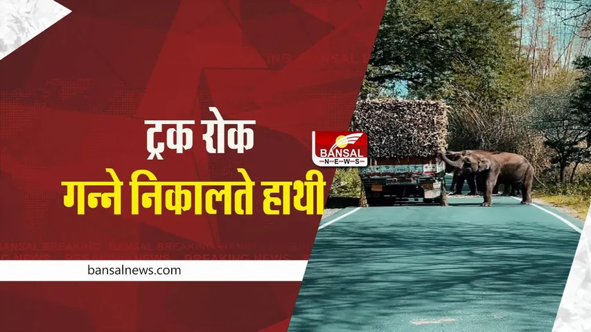 Viral Video: ट्रक रोक गन्ने वसूली करने लगे हाथी, देखें वायरल वीडियो