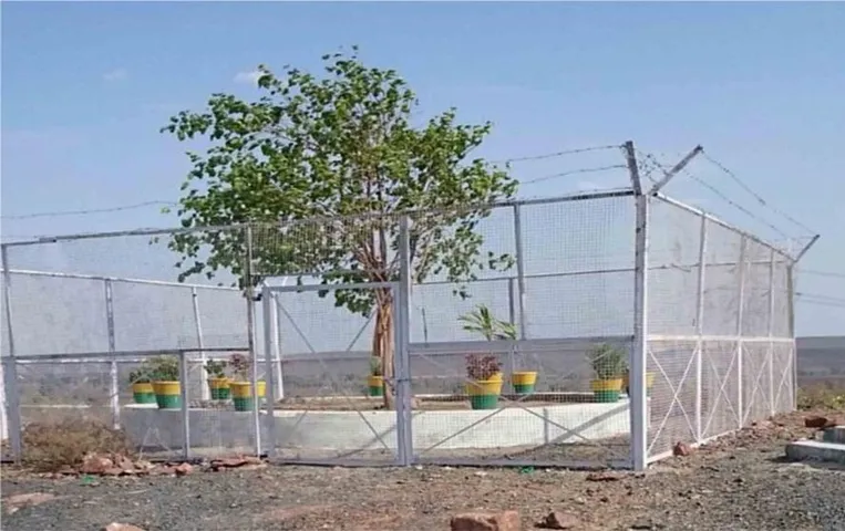 VVIP TREE: दुनिया का एक अनोखा पेड़ जिसे मिली है जेड प्लस कैटेगिरी की सुरक्षा, भारत में यहां पर है स्थित