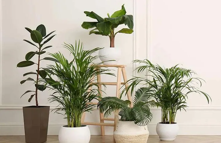 Air Purifier Plants: दीवाली पर घर में जरूर लगाएं ये पौधे, भागेगा प्रदूषण, बढ़ेगी खूबसूरती, ये हैं सस्ते एयर प्यूरीफायर प्लांट