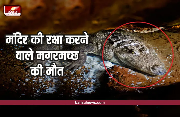 प्रसिद्ध मंदिर की रखवाली करने वाले शाकाहारी मगरमच्छ की मौत