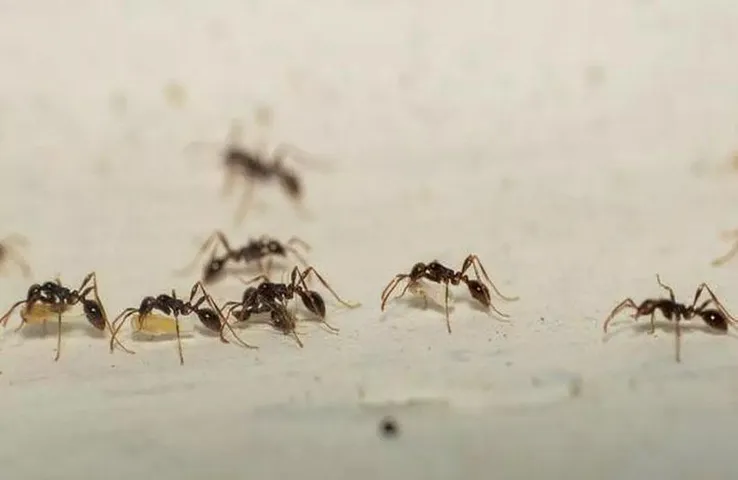 Ant Vastu Tips: कहां-कौन सी चीटियों का दिखना होता है शुभ, लाल या काली, जानें क्या कहता है वास्तु