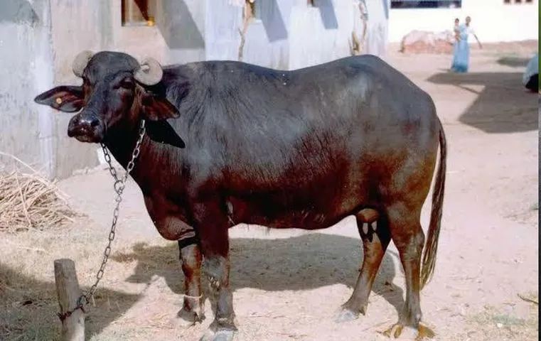 Greater Noida News: नोएडा में पशुओं को जहर देकर मारने वाला ठेकेदार गिरफ्तार, वजह जानकर हैरान हो जाएंगे आप