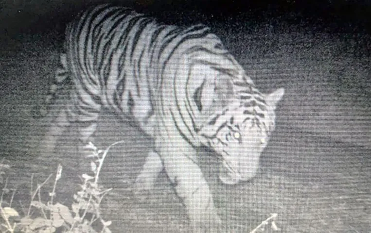 Bhopal News: बाघ ने ग्रामीण को बनाया शिकार, आधा शरीर खाया; लोगों के बीच फैली दहशत