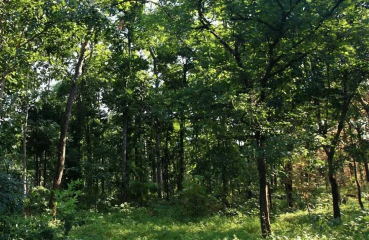 CG News: 100 साल पुराने पेड़ों के ठूंठ पर कफन, बढ़ गई बाघों की संख्या