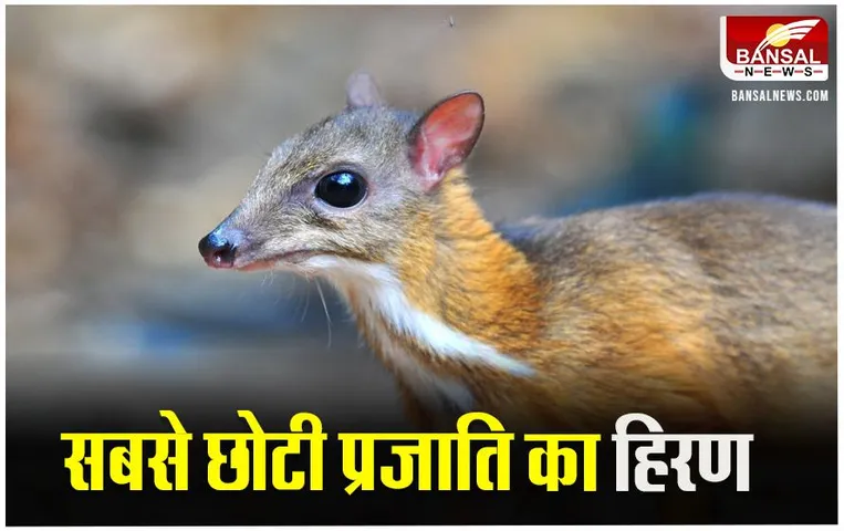 Chhattisgarh News: गरियाबंद के उदंती-सीतानदी टाइगर रिजर्व में दिखा दुर्लभ प्रजाति का माउस डियर