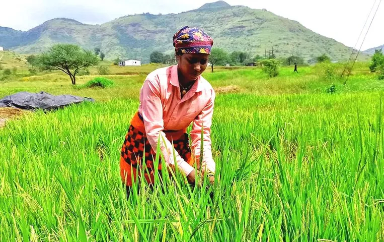 CG News: एक नवंबर से छत्तीसगढ़ में धान खरीदी शुरू, 125 लाख टन धान खरीदी का लक्ष्य