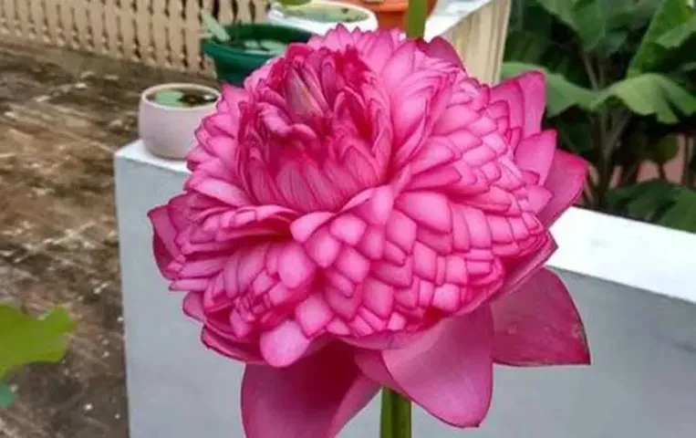 CSIR-NBRI: सीएसआईआर-एनबीआरआई ने ‘नमोह 108’ पंखुड़ियों वाला कमल का फूल किया लॉन्च