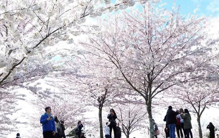 Cherry Blossom Festival Meghalaya: शिलॉन्ग में 17 नवंबर से शुरू हो गया है चेरी ब्लॉसम फेस्टिवल, जल्दी बुक कर लें टिकट